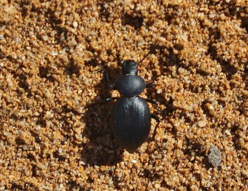 Tentyria schaumi